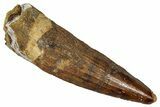 Fossil Spinosaurus Tooth - Real Dinosaur Tooth #353001-1